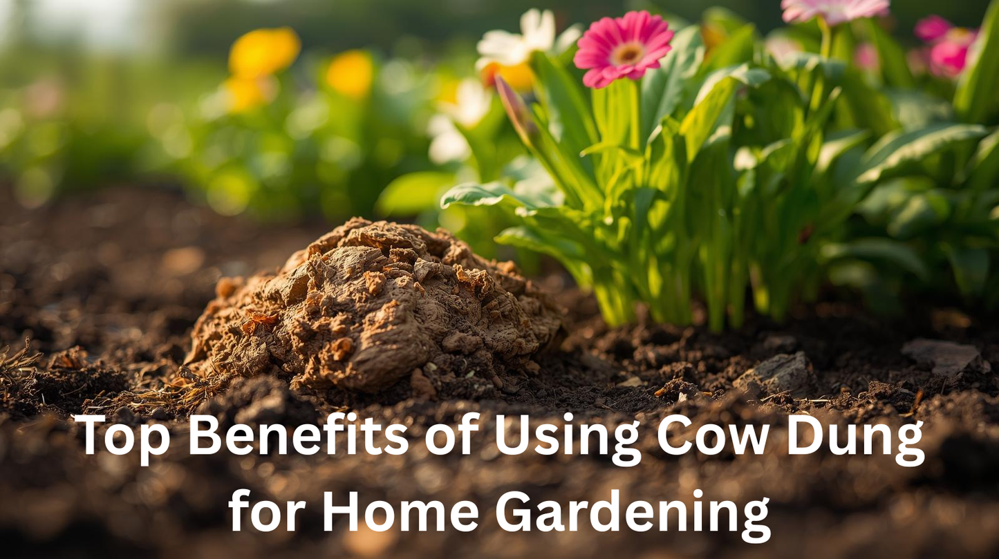 Top Benefits of Using Cow Dung for Home Gardening