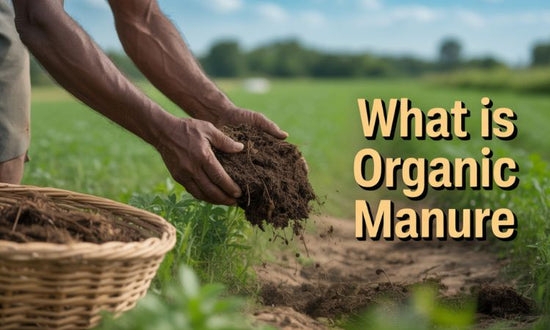 what is organic manure